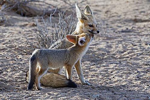 非洲狐狸是什么意思