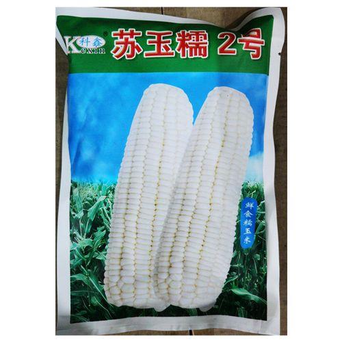白玉209号玉米种子