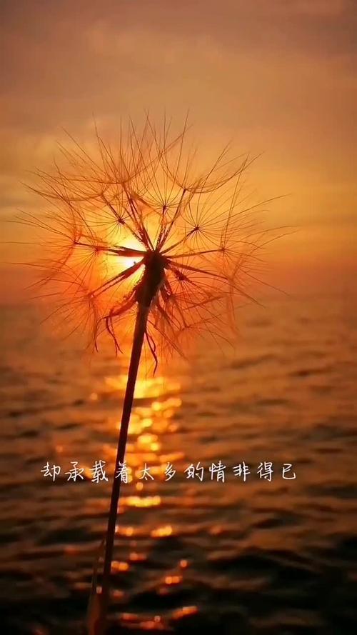 我想你身不由己是什么意思