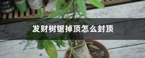 发财树为什么锯树顶