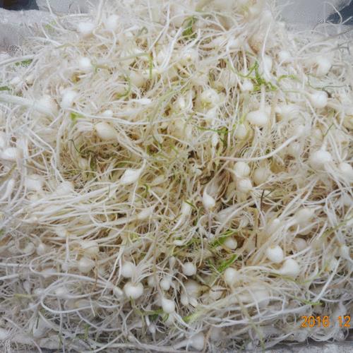 东北秋季能种大脑瓜吗