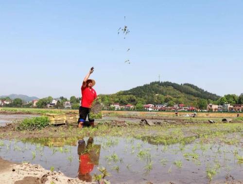 清明前开秧田是什么意思