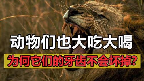 人类可以换动物牙齿吗