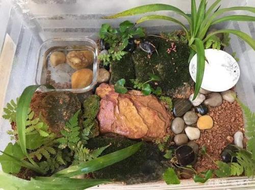 南极磷虾可以喂黄缘龟吗