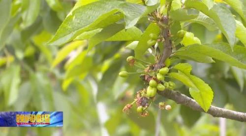 樱桃夏天开花怎么解决