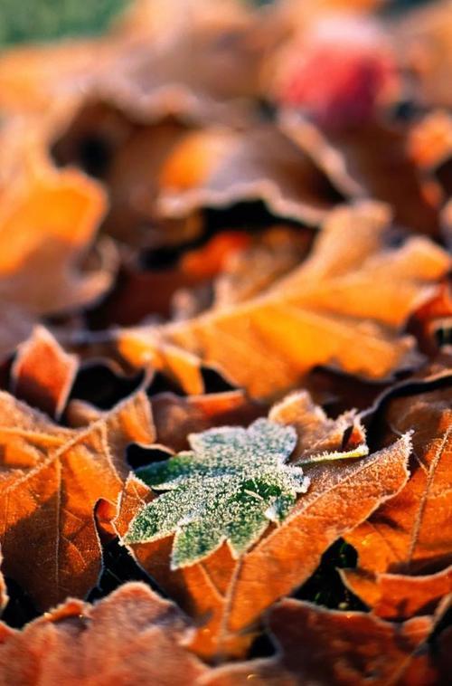 南方立冬过后还会自然分蜂吗