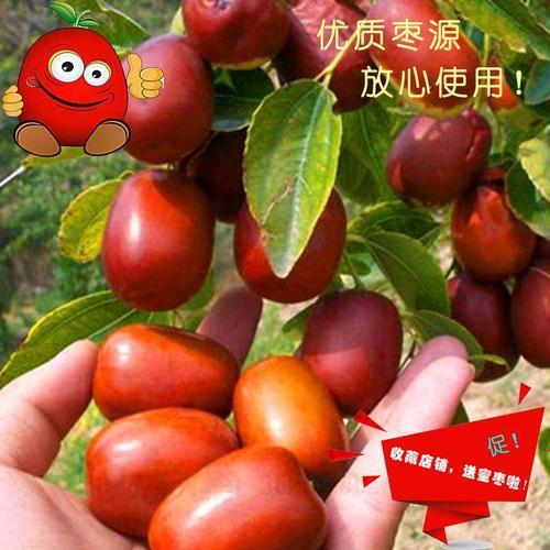 中华大龙枣的真实性