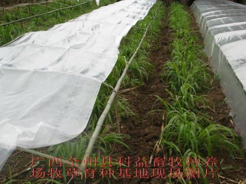 大屋旁搭小棚好吗