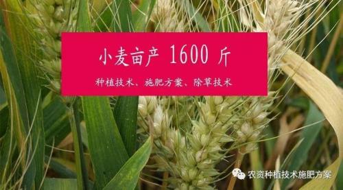 83年小麦亩产多少斤