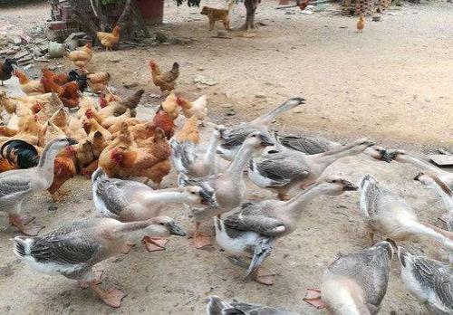 孔雀能和鸡鸭鹅一起养吗