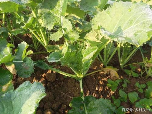 移栽油菜怎样抗倒伏