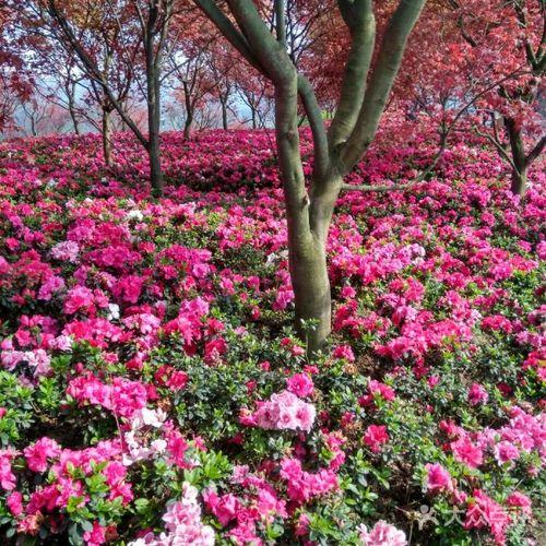 南湖多彩植物园停哪个入口