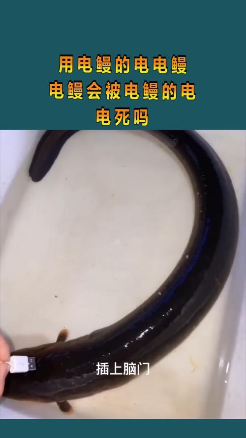 电鳗一天可以放多少度电