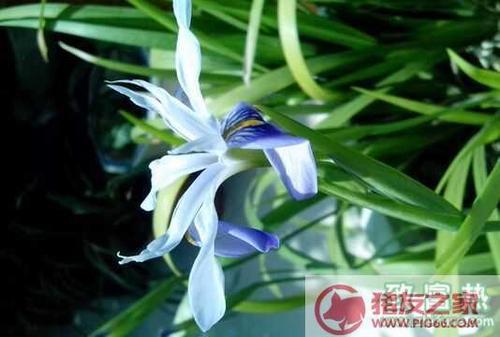 兰花花语的句子