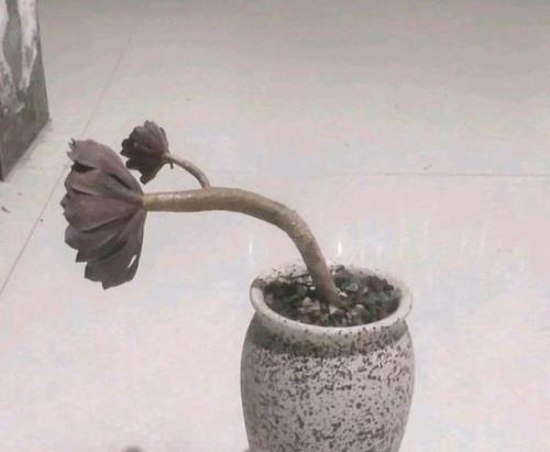 法师断枝还连着皮能接上吗
