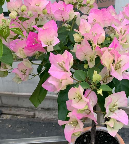 三角梅绿叶樱花优缺点