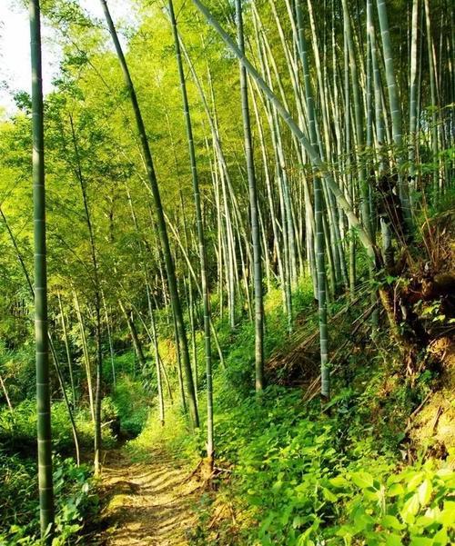 40亩竹林适合养什么