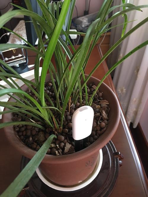 树皮种兰花正确方法