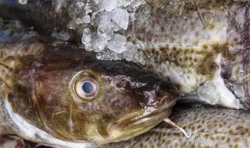 固始筒鲜鱼如何解冻