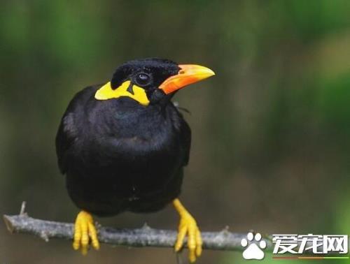 如何训练鹩哥回家