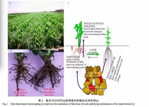 间作与套种的区别