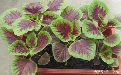 清明前可种苋菜吗