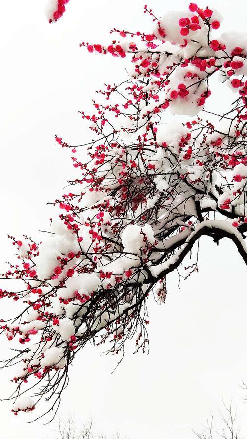 雪压梅花白，春归柳色青整首诗