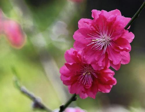 三月花开怀念亲人的句子