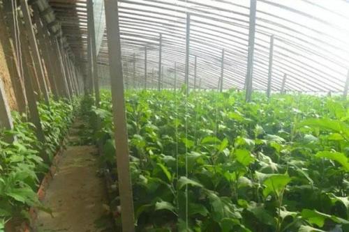 山东冬暖式蔬菜大棚间隔距离