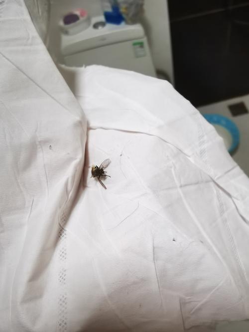 为什么宿舍苍蝇一直在我床上