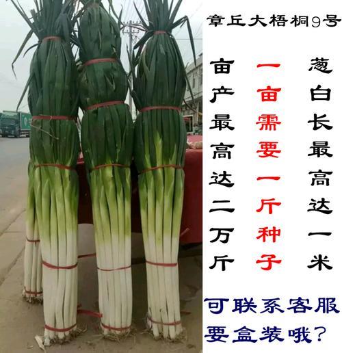 葱分叉怎么办