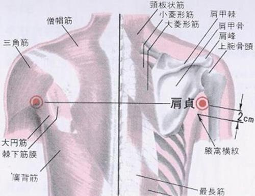 肩贞穴的准确位置
