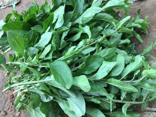 枸杞叶种植方法