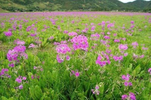 野花遍地歌曲原唱