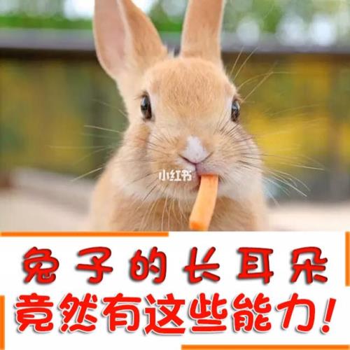 兔子的耳朵能不能承受声音