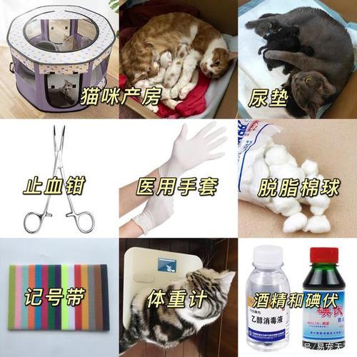 猫咪剪脐带不扎线可以直接剪吗