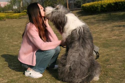 狗狗为什么总爱拌嘴