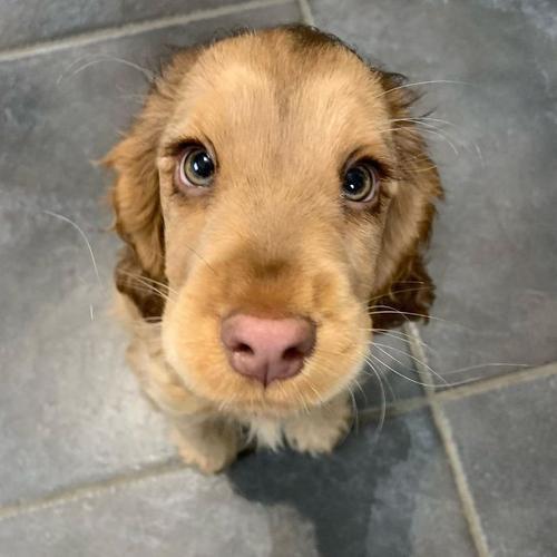 puppy在圈子里是什么