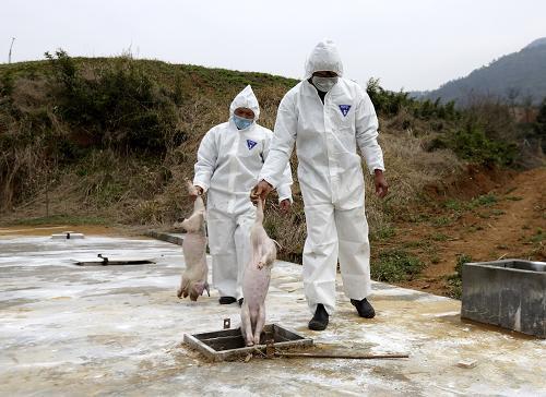 死猪无害处理方法，国家规定