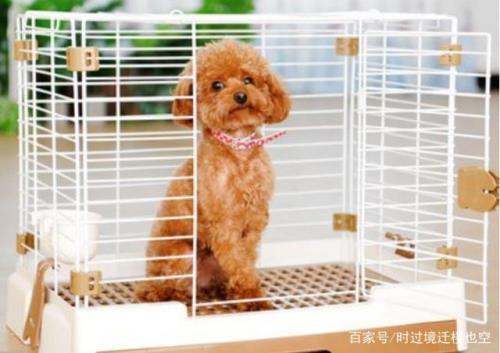 泰迪多大才不乱咬东西才懂事