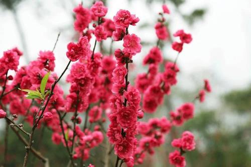 心如桃花是什么意思