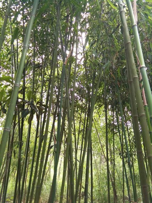 什么的竹子填空