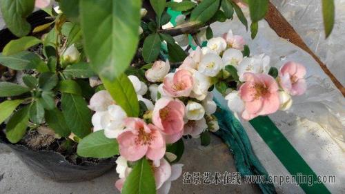 东洋锦海棠枝条有刺吗