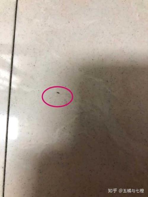 家里有好多密虫怎么办