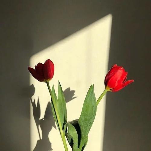 愿你我尽其欢什么意思