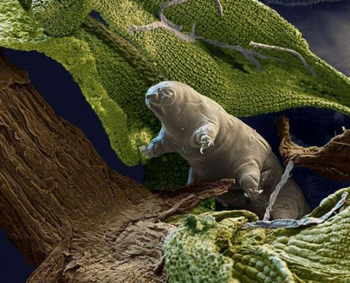 碳基生物是啥意思