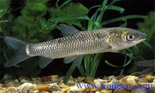 四大家鱼繁殖的生态条件