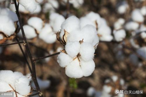 缅花有多重