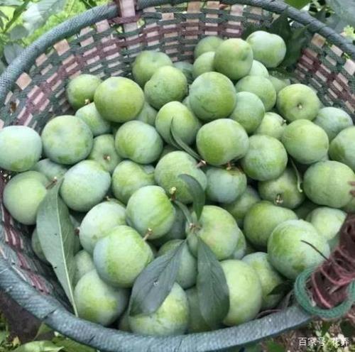 青脆李跟江安李区别