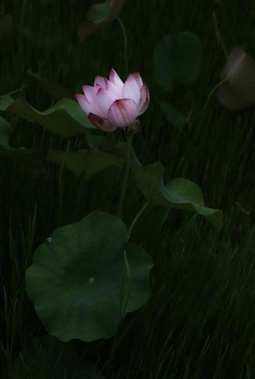 冰清玉洁，对联